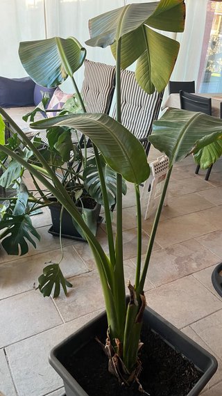 Planta Strelitzia Nicolai