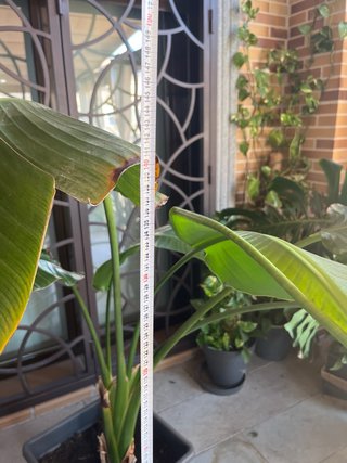 Planta Strelitzia Nicolai