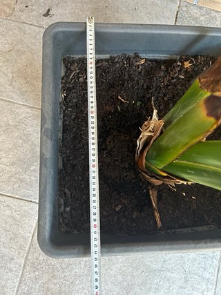Planta Strelitzia Nicolai