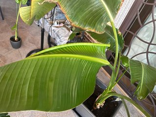 Planta Strelitzia Nicolai