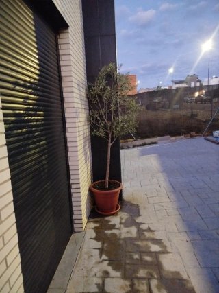 Olivo en maceta