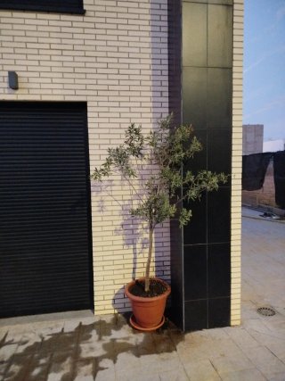 Olivo en maceta