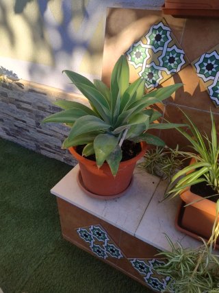 Planta de interior con  maceta