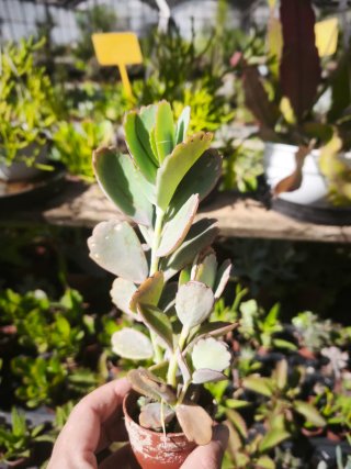 Kalanchoe fedtschenkoi