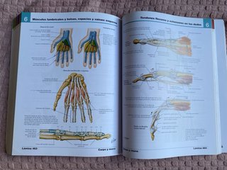 Netter, F.H., Atlas de Anatomía Humana, 4a ed. ...