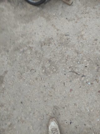 Rueda de Bicicleta de Montaña con discos de freno.