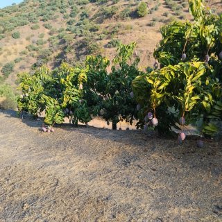 Mangos frescos en caja