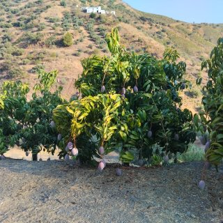 Mangos frescos en caja