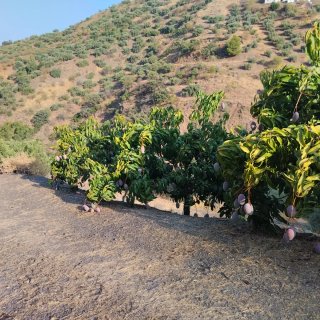 Mangos frescos en caja