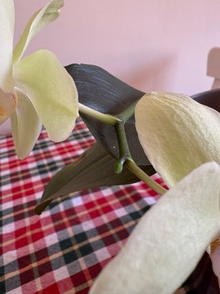Orquídea Phalaenopsis Amarilla con Maceta