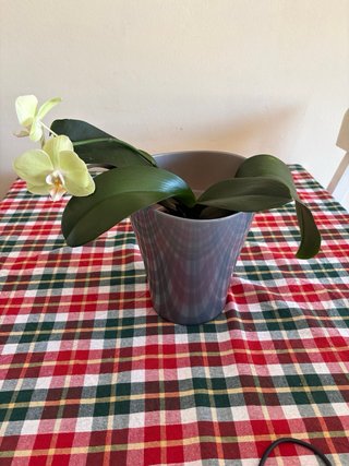 Orquídea Phalaenopsis Amarilla con Maceta