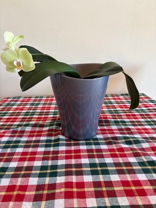 Orquídea Phalaenopsis Amarilla con Maceta