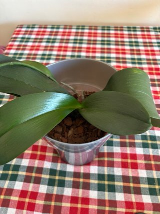 Orquídea Phalaenopsis Amarilla con Maceta