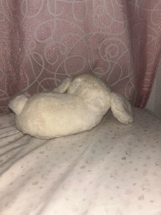 Peluche perro blanco con lazo rojo