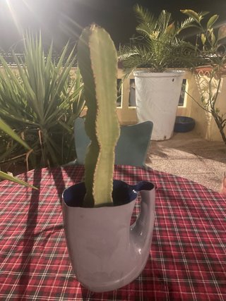 Cactus en Maceta de plasrico reciclado