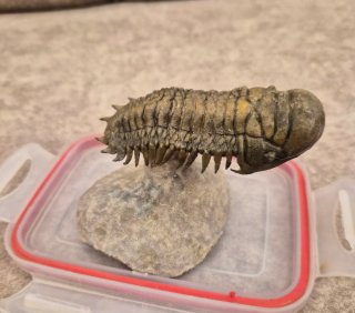 Fósil Trilobites Auténtico