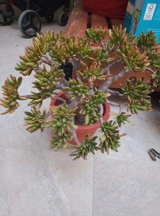 Planta Crassula Ovata Gollum