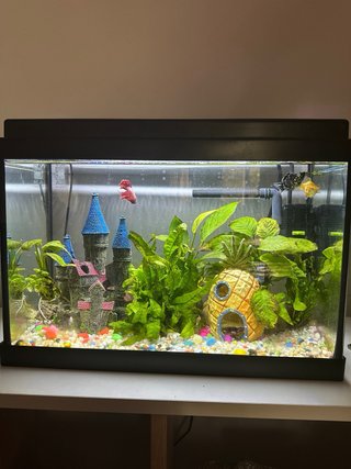 Acuario de 20 Litros