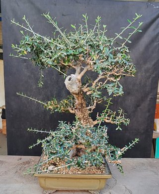 Bonsái Ullastre Mallorquín