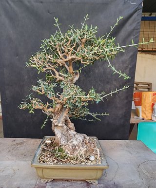 Bonsái Ullastre Mallorquín