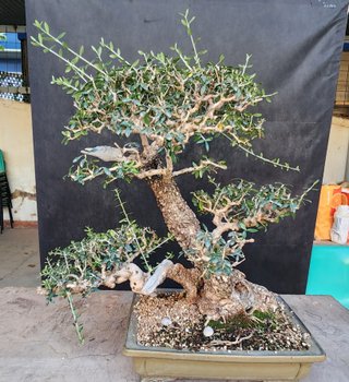 Bonsái Ullastre Mallorquín