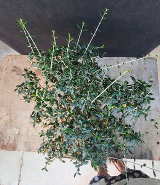 Bonsái Ullastre Mallorquín