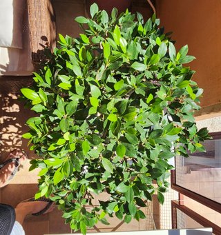 Bonsái Ficus