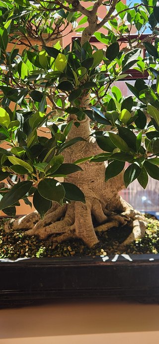 Bonsái Ficus