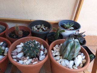 Euphorbia horrida y otros cactus