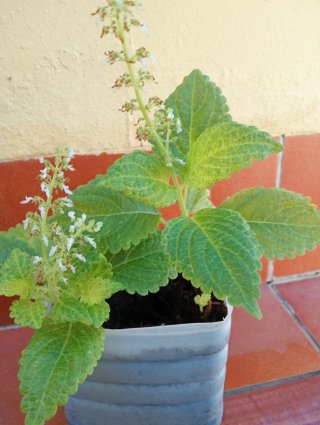 Planta Coleo en maceta