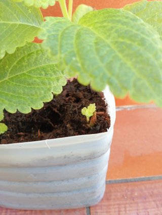 Planta Coleo en maceta
