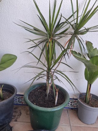 Macetón de cerámica con planta