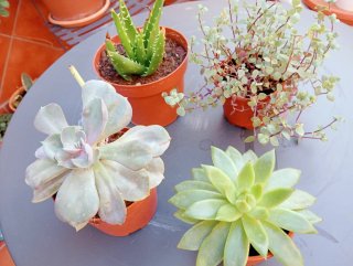 Lote 5 plantas suculentas