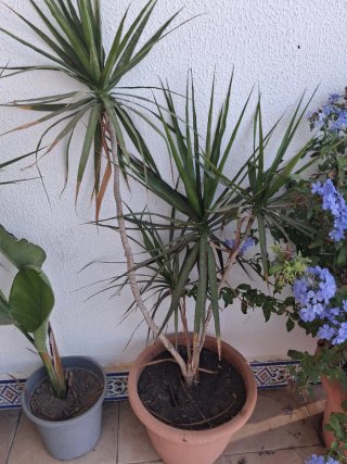 Planta en maceta
