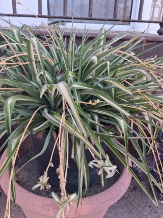 Planta Cinta