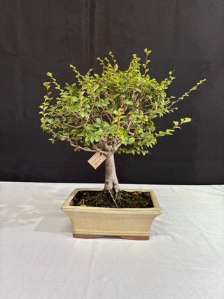 Bonsái Olmo Parvifolia Estilo Escoba