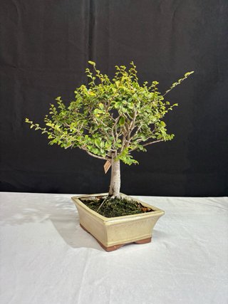 Bonsái Olmo Parvifolia Estilo Escoba