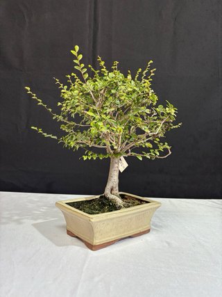 Bonsái Olmo Parvifolia Estilo Escoba