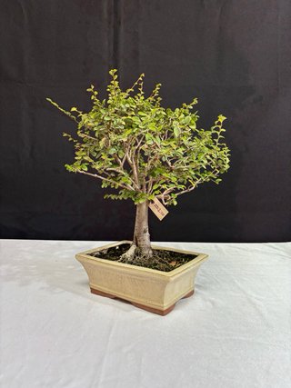 Bonsái Olmo Parvifolia Estilo Escoba