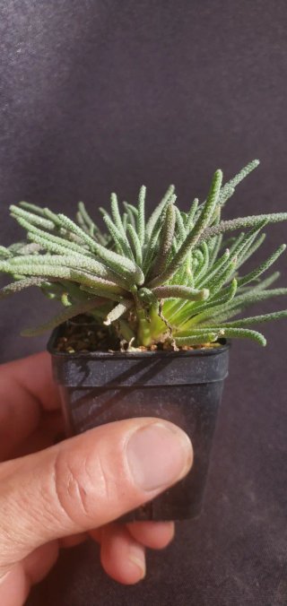 Phyllobolus Resurgens (Japón)