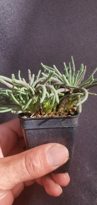 Phyllobolus Resurgens (Japón)