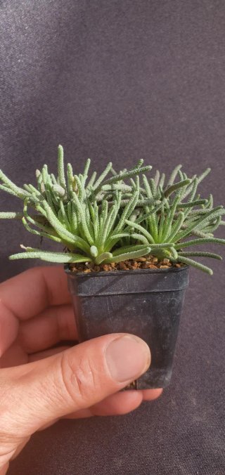 Phyllobolus Resurgens (Japón)