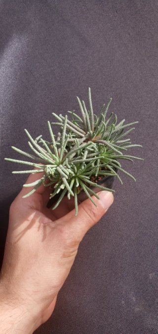 Phyllobolus Resurgens (Japón)