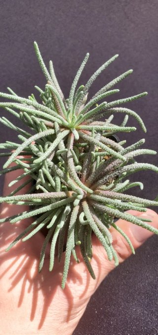 Phyllobolus Resurgens (Japón)