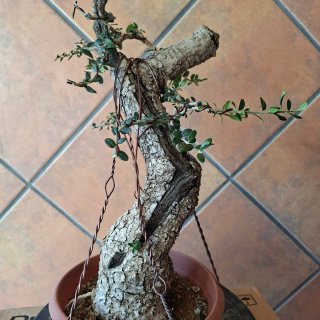 Acebuche bonsai