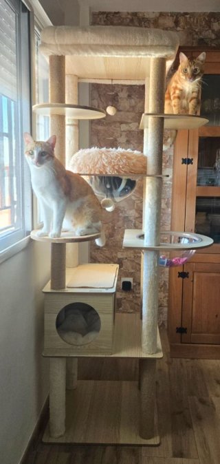 Rascador para gatos de madera