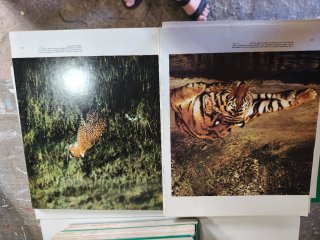 Enciclopedia el mundo de los animales