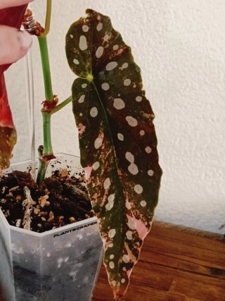 Begonia Maculata Pink Variegata