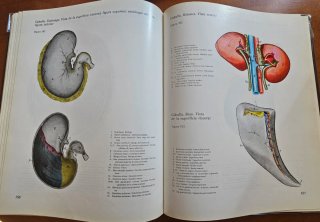 Los 3 Atlas de anatomía topográfica de lo animales