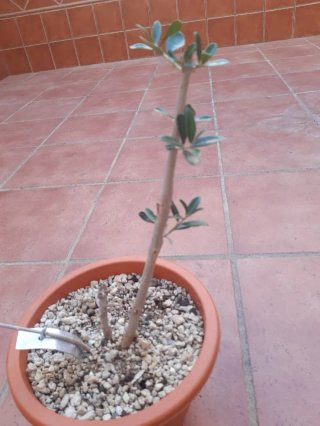 Proyecto bonsai Olivo. En mano.